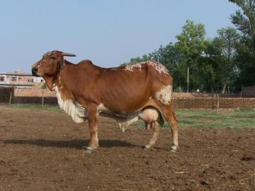 rathi_cow